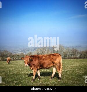 Devon rote Kuh im Feld Stockfoto