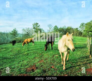 Pferde und Kühe weiden auf einer Weide an einem schönen Frühlingsmorgen in North Georgia USA. Stockfoto