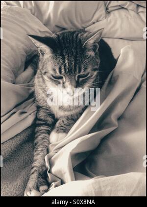 Schwarz / weiß Foto der Katze auf ungemachten Bett. Stockfoto