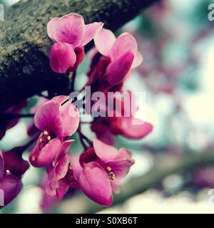 Östlichen Redbud Baum blüht. Stockfoto