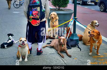 Dog Walker in New York City Stockfoto