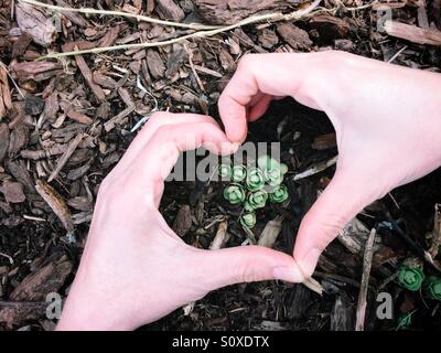 Ich liebe Frühling! Neues Wachstum erscheinen durch die Laubdecke nach einem langen Winter Pause. Stockfoto