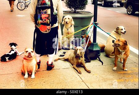 Dogwalker in New York City, USA Stockfoto