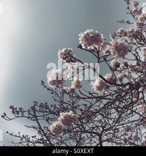 Kirschbaum in voller Blüte gegen einen stürmischen Himmel in Dublin Irland Stockfoto