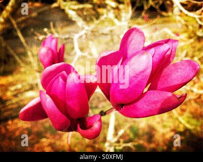 Untertasse Magnolia Soulangeana Blume Blüten mit einem strukturierten Effekt. Stockfoto