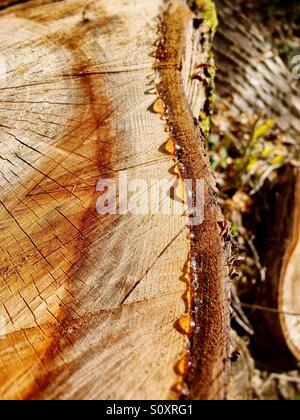 SAP sickert durch einen gehackten Baumstumpf Stockfoto