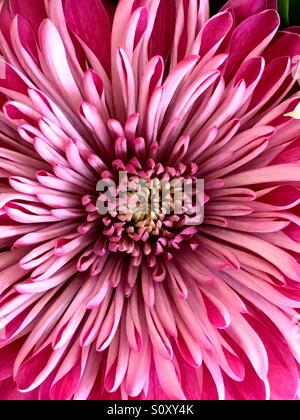 Nahaufnahme der rosa Chrysantheme (Mums). Stockfoto