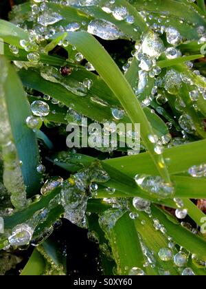 Perlen des Eises an einer Pflanze verursacht durch Wasser tropft aus der Dachrinne und plantschen an der Pflanze, dann einfrieren Stockfoto