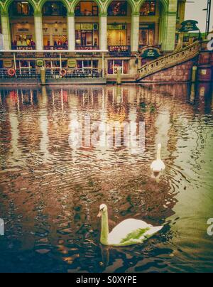 Zwei weiße Schwäne auf dem See in Hamburg, Deutschland Stockfoto