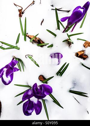 Krokusse im Schnee Stockfoto