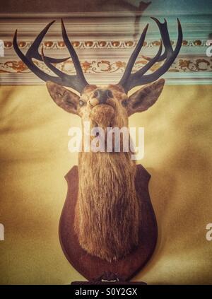 Wandmontage Hirschkopf Land Haus Stockfoto