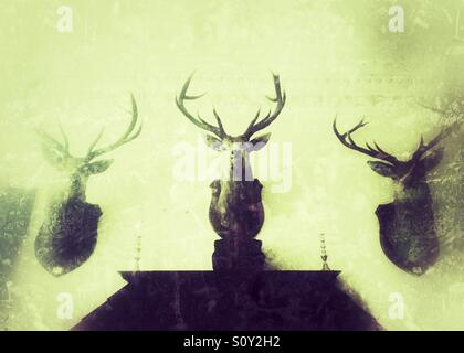 Montierten Hirschköpfe an eine Hauswand Land Stockfoto