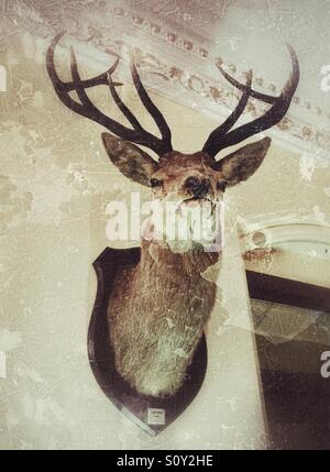 Wandmontage Hirschkopf Land Haus Stockfoto