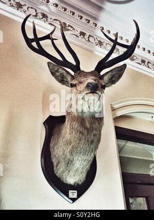 Wandmontage Hirschkopf Land Haus Stockfoto