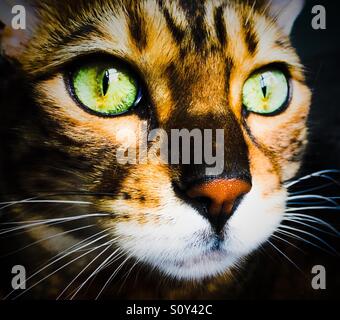 Grüne Augen, entdeckte Brown Bengal-Katze-Porträt Stockfoto