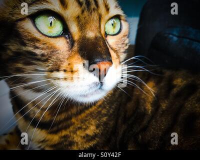 Grüne Augen, braun getupft Bengal-Katze Stockfoto