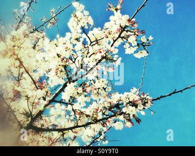 Kirschblüten gegen blauen Himmel Stockfoto