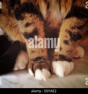 Tabby Katzenpfoten. Stockfoto