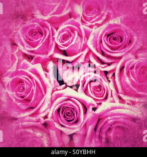 Schöne rosa Rosen Stockfoto