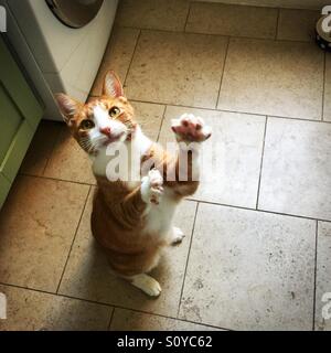 Eine orange und weiße Katze steht auf den Hinterbeinen mit seinen Pfoten ausgestreckt, schaut in die Kamera auf einem Fliesenboden Stockfoto