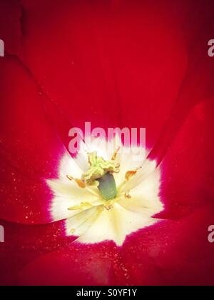 Tulpe Blume. Stockfoto