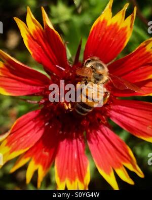 Honigbiene auf einer indischen Blumendecke Stockfoto