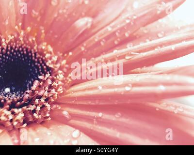 Gerber daisy Stockfoto
