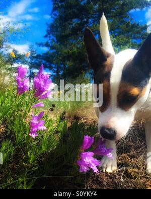Hund im freien schnüffeln ein lila Wiesenblumen. Stockfoto