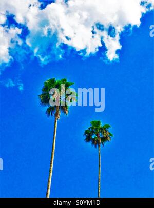 Hohe Palmen für den Himmel erreichen Stockfoto