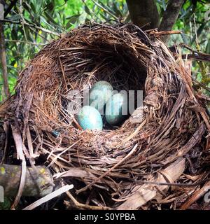 Amsel Eiern in ein Nest in einem Olivenhain in Prado del Rey, Sierra de Cadiz, Andalusien, Spanien Stockfoto