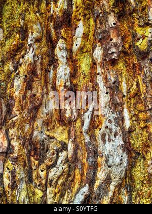 Abstrakte Makroaufnahme des natürlichen Hintergrunds von alter Baumrinde mit Insektenlöchern und Schälrinde. Stockfoto