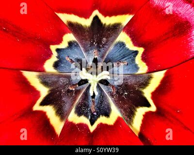 Innenseite der rote Tulpe mit gelben und schwarzen center Stockfoto