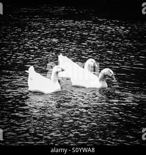 Drei Gänse zusammen in einem Fluss schwimmen Stockfoto