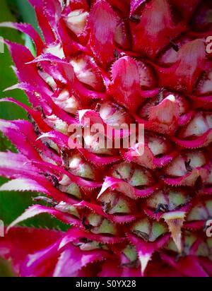 Ornamentale Ananas Pflanze Nahaufnahme mit abstraktem Muster Stockfoto