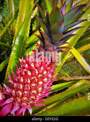 Ornamentale Ananas Pflanze mit grünen Blatt Klinge Hintergrund, Ananas bracteatus Stockfoto