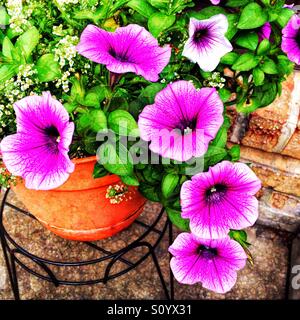 Violette Petunien Blumenstrauß gemischt mit Schleierkraut Blumen in voller Blüte wächst in einem Blumentopf auf einem Hinterhof Patio. Stockfoto