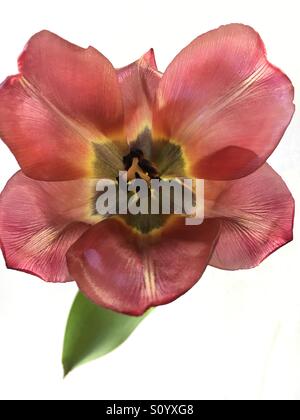 Rote Tulpe Nahaufnahme Stockfoto