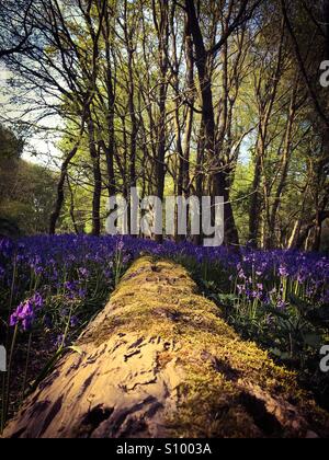 Glockenblumen, die rund um einen umgestürzten Baum auf dem Gelände der University of East Anglia Stockfoto