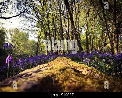 Glockenblumen, die rund um einen umgestürzten Baum auf dem Gelände der University of East Anglia Stockfoto