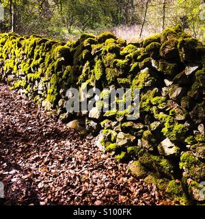 Moos bedeckt Trockenmauer in Landschaft Stockfoto