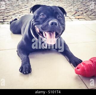 Glücklich Staffordshire Bull Terrier Hund liegend nach der Ausführung mit seinem Spielzeug. Sein Mund steht offen, als ob er lächelt. Stockfoto