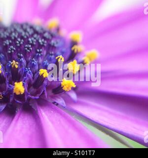 Makro einer lila Blütenblatt Osteospermum Fructicosum Blume mit Pollen in einem Frühlingstag Stockfoto