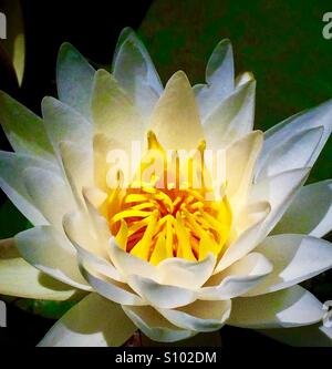 American White Water Lily nah oben, Nymphaea odorata Stockfoto