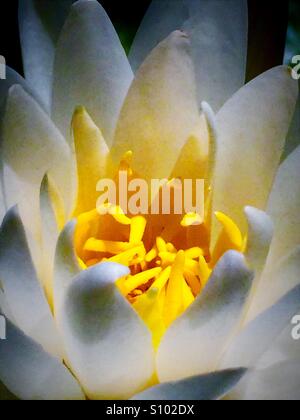 American White Water Lily Makro, Nymphaea odorata Stockfoto