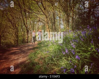 Mutter und Tochter zu Fuß durch den Wald bei Angkezarke in Lancashire mit Glockenblumen im Vordergrund Stockfoto