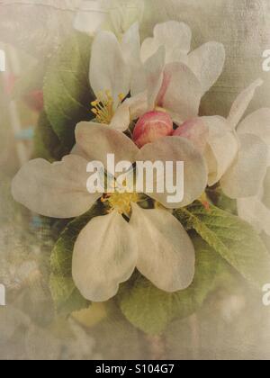 Nahaufnahme der Apfelblüte. Stockfoto