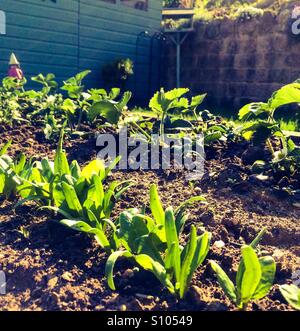 Gemüse wächst im Hochbeet im Garten im Frühsommer Stockfoto