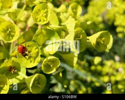 Sieben gefleckte Marienkäfer mit Pollen bedeckt Stockfoto