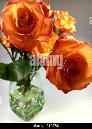 Schöne orange Rosen Stockfoto