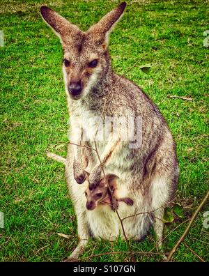 Mutter Känguru mit Babykänguru im Beutel Stockfoto